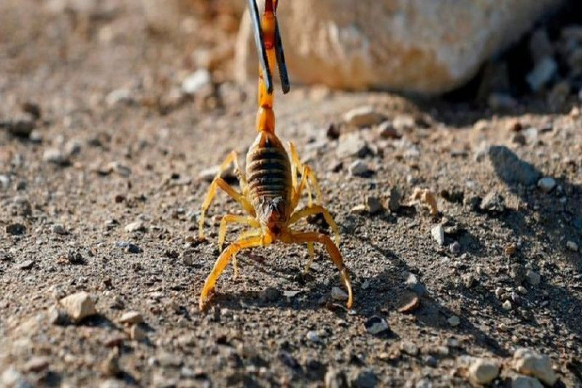 Βγήκαν παγανιά οι σκορπιοί στην Αίγυπτο: Τσίμπησαν 450 ανθρώπους – 3 πέθαναν από το δηλητήριο