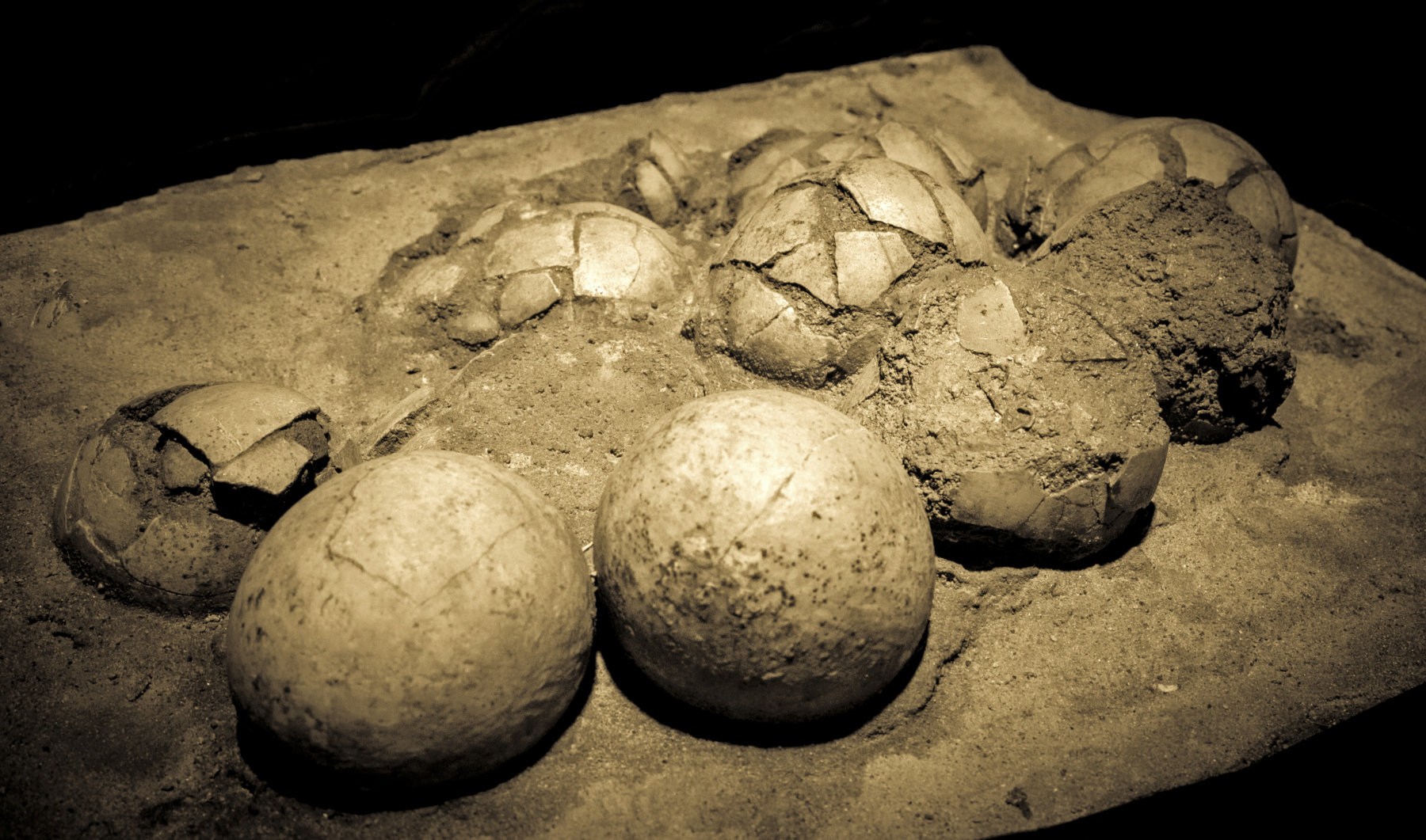 Κίνα: Ανακαλύφθηκε απολίθωμα από αυγό δεινοσαύρου – Αποκαλύπτει νέα στοιχεία για τη σύνδεση με τα πτηνά