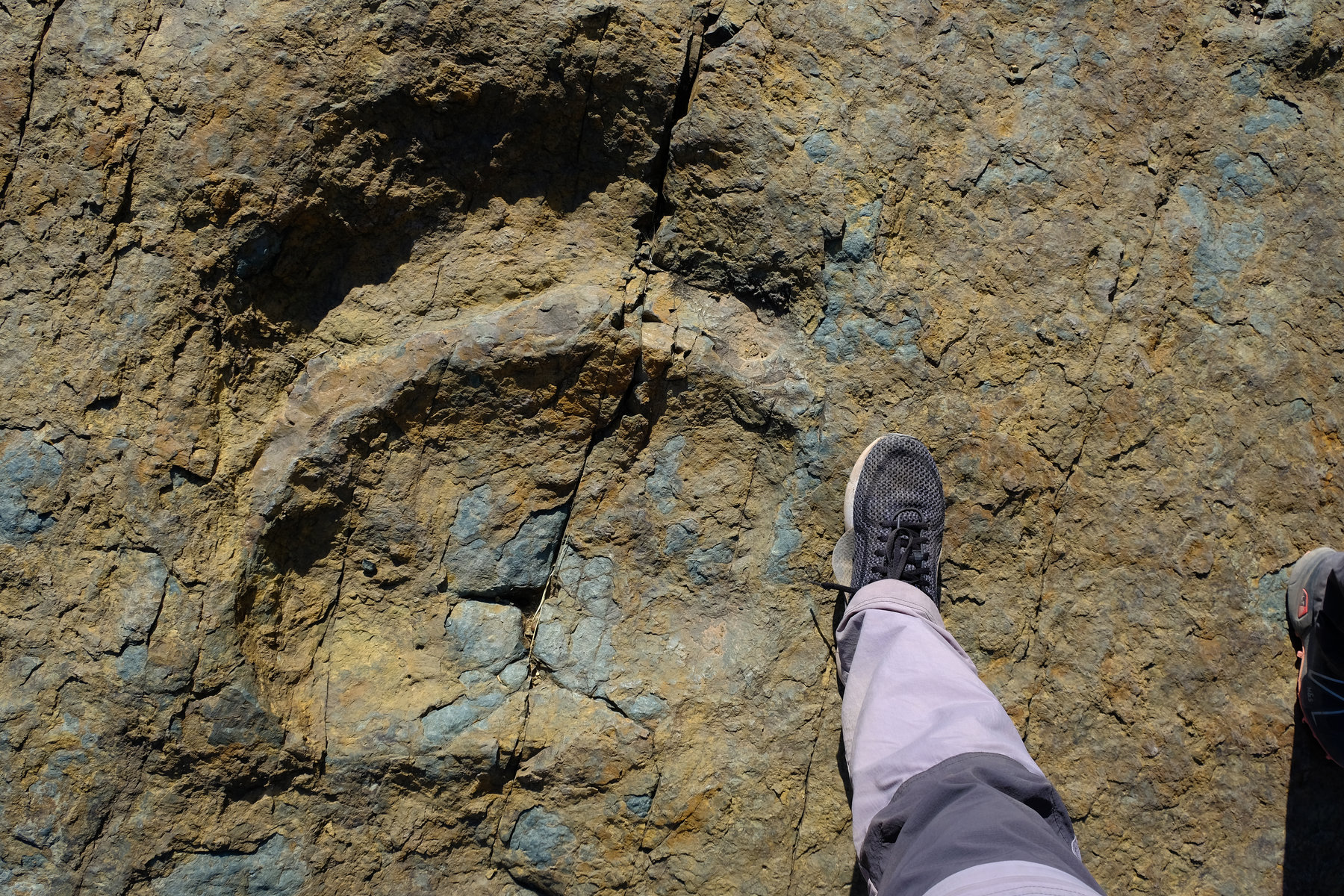 Αποτυπώματα δεινοσαύρου 200 εκατομμυρίων ετών βρέθηκαν σε παραλία της Ουαλίας