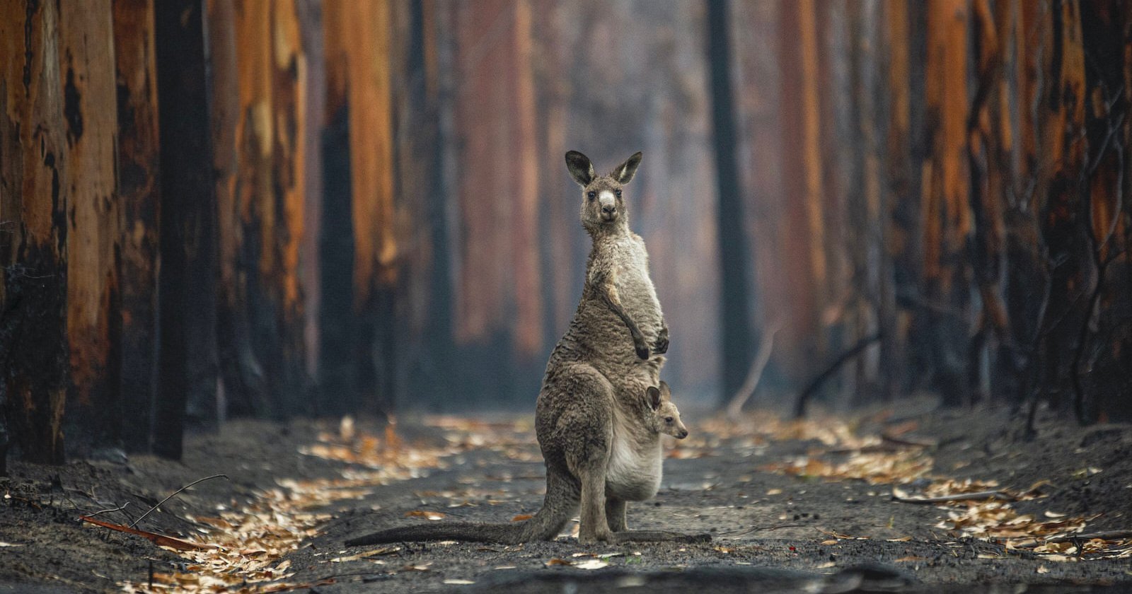 Wildlife Photographer of the Year: Η μαγευτική φωτογραφία που αναδείχθηκε καλύτερη του 2021