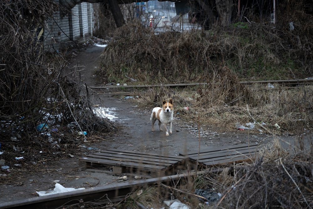Ουκρανία: Πολωνοί ρισκάρουν τη ζωή τους για να σώσουν πάνω από 100 ζώα εγκλωβισμένα στη δίνη του πολέμου