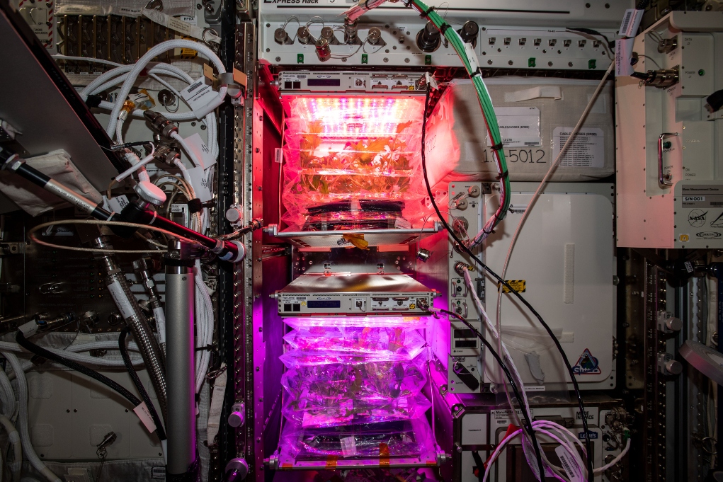 NASA: Οι πρώτες «διαστημικές ντομάτες» ετοιμάζονται να προσγειωθούν στη Γη
