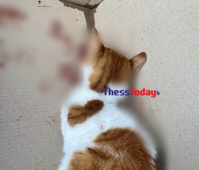 Αδιανόητο περιστατικό στη Θεσσαλονίκη: Γατάκι σοβαρά τραυματισμένο από κλωτσιά στο κεφάλι