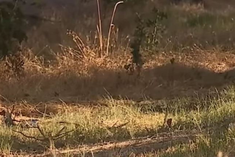 Καλιφόρνια: Άστεγη μητέρα ενός παιδιού που κοιμόταν σε οικόπεδο κατακρεουργήθηκε από τρακτέρ