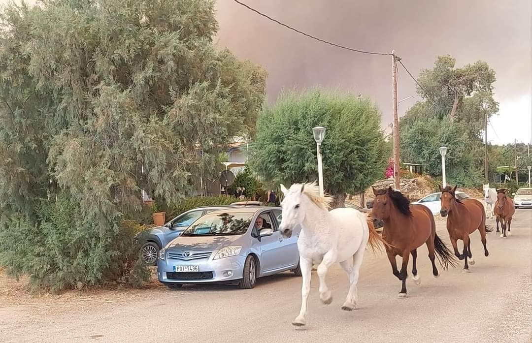 Φωτιά στη Ρόδο: Άλογα άρχισαν να τρέχουν για να γλιτώσουν