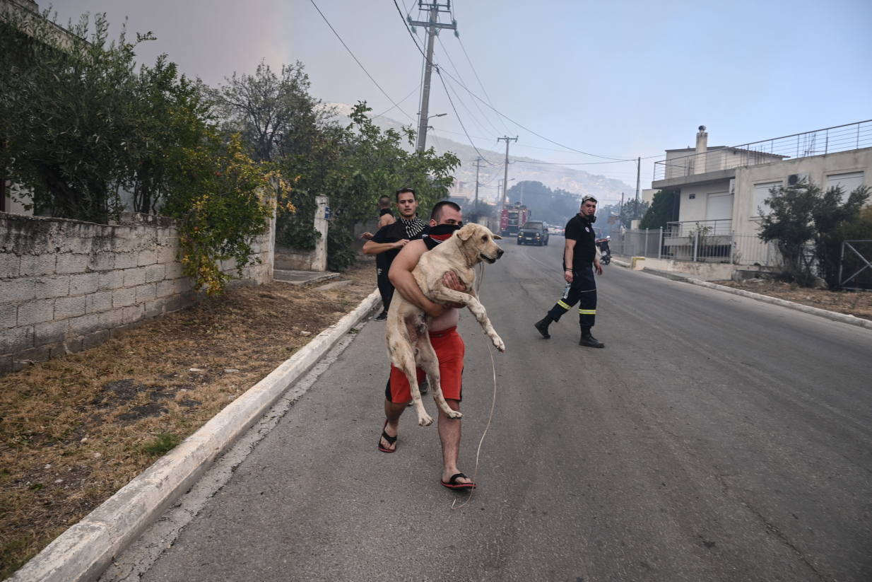 φωτιά στη Φυλή διάσωση σκύλος