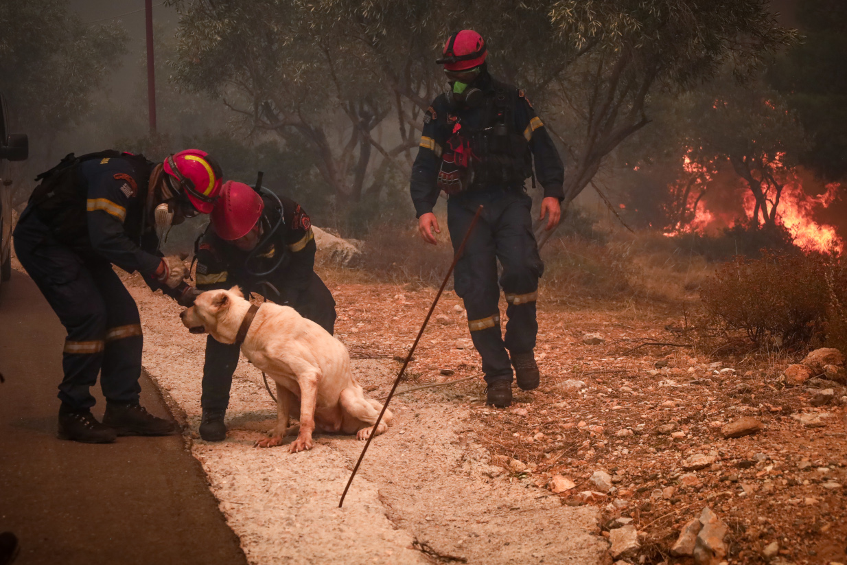 φωτιά στη Φυλή