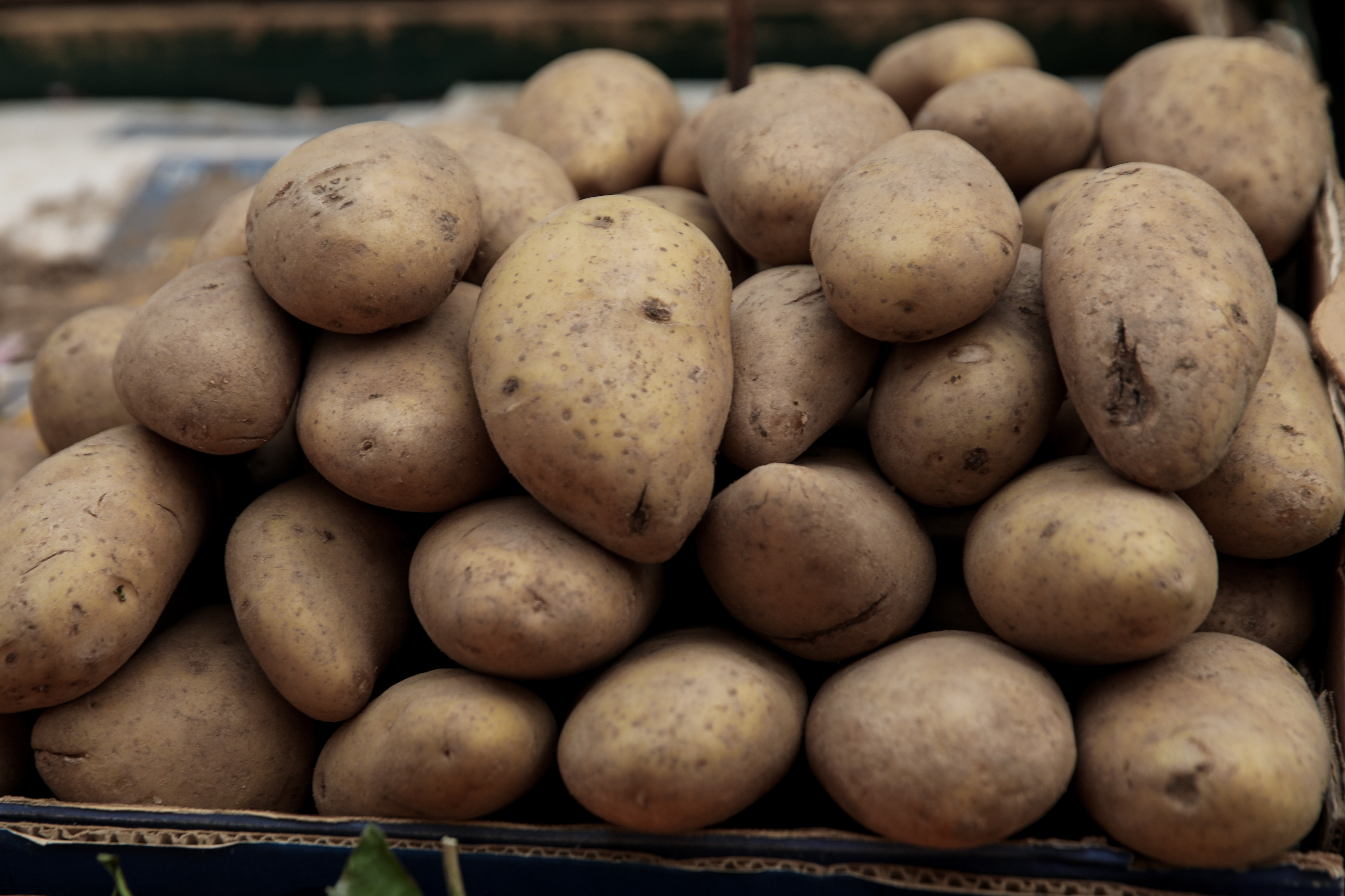 Κλιματική κρίση: Επιστήμονες αναπτύσσουν την πιο ανθεκτική πατάτα
