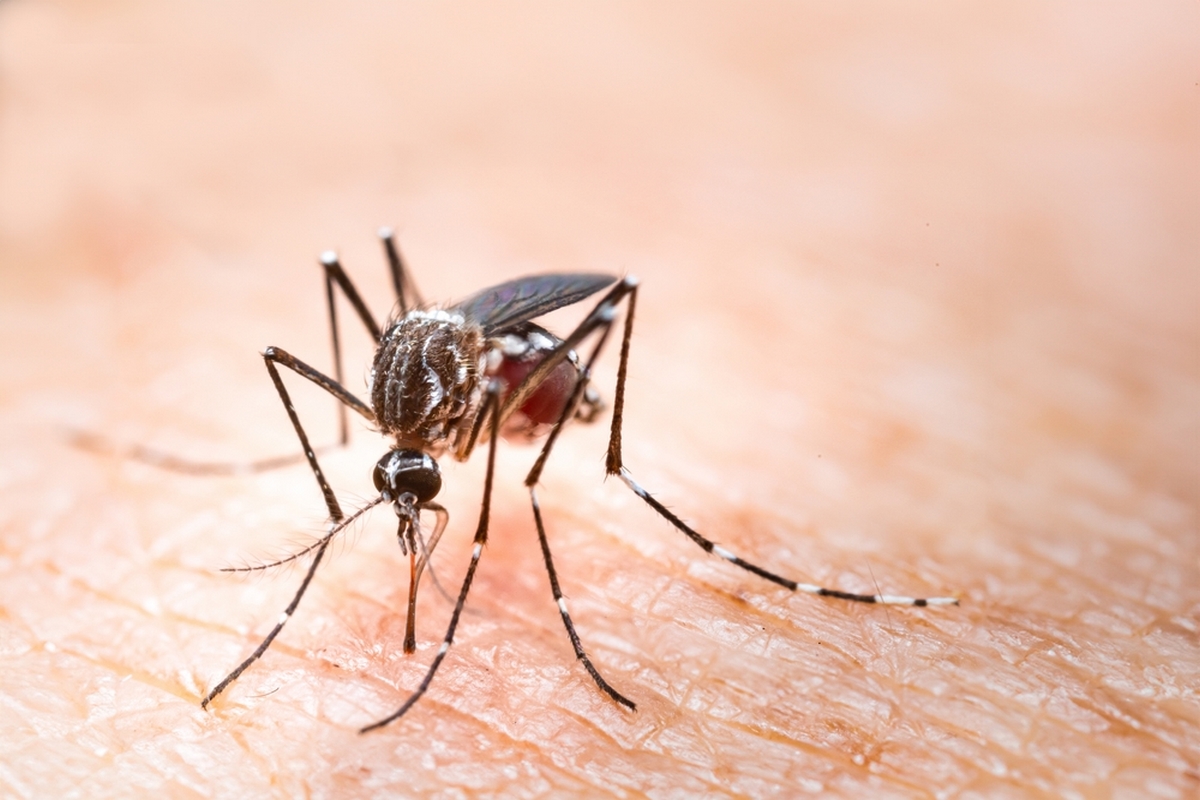 Σε γουστάρουν τα κουνούπια περισσότερο από τους άλλους; Αυτός είναι ο λόγος και αυτός είναι ο τρόπος να τα απωθήσεις