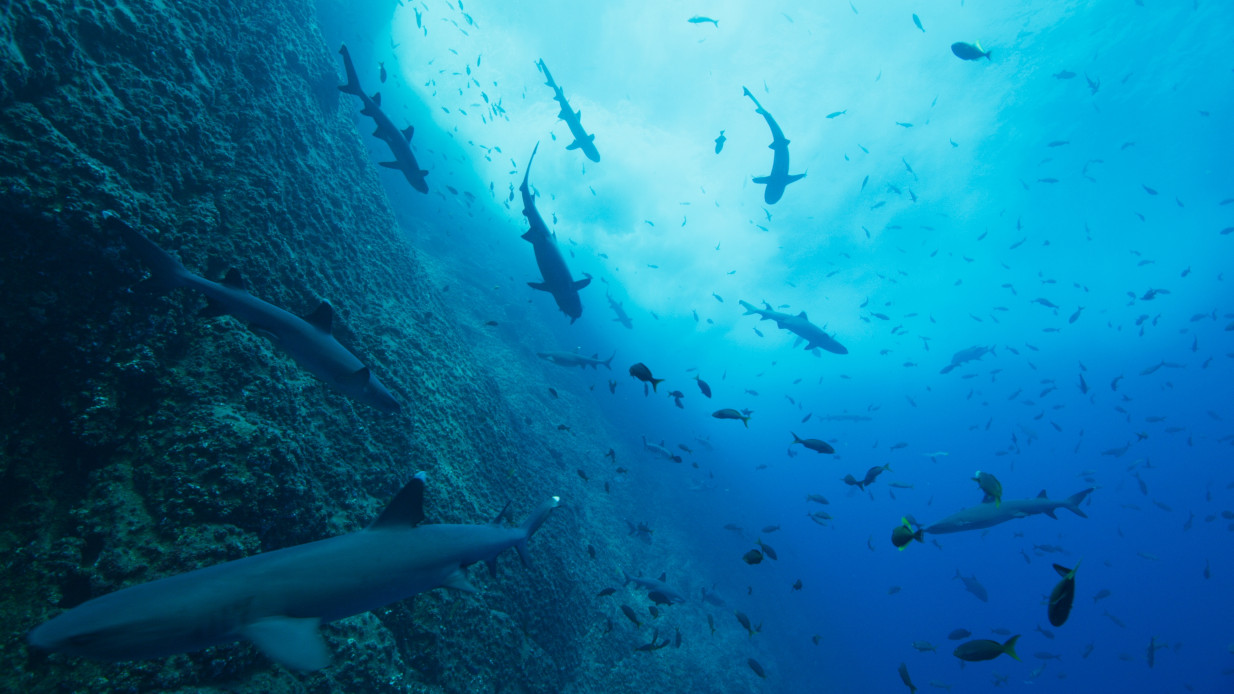 Ό,τι καλύτερο θα δεις στο Netflix αυτό το ΣΚ: Το Our Oceans είναι ένα σπουδαίο ντοκιμαντέρ